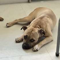 Thumbnail photo of Jax/Lil Bill #3