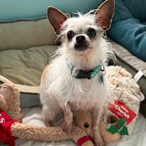 Thumbnail photo of Scrappy #1