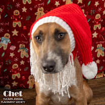 Thumbnail photo of Chet #1