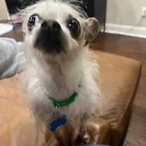 Thumbnail photo of Scrappy #3