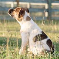 Thumbnail photo of Tippy #2