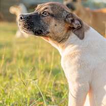 Thumbnail photo of Tippy #3