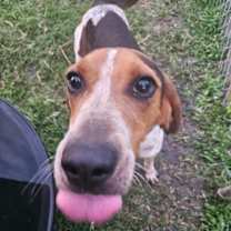 Thumbnail photo of Bonnie #1