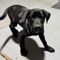 Thumbnail photo of Tommie/Sig #1