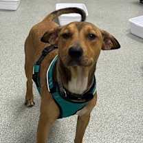 Thumbnail photo of Buzzy Aldrin #3