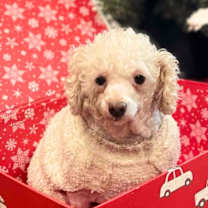 Thumbnail photo of Dopey #1