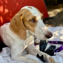 Thumbnail photo of Lilac #1