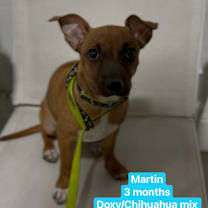 Thumbnail photo of Martin #2