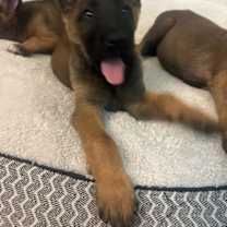 Thumbnail photo of animaniacs litter Yakko located in El Paso copy #1 #1