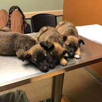 Thumbnail photo of animaniacs litter Yakko located in El Paso copy #1 #2