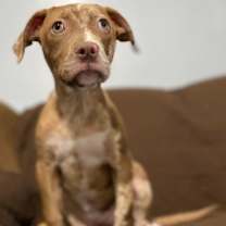 Thumbnail photo of Gin #2