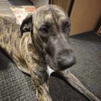 Thumbnail photo of Beorn #1