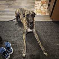 Thumbnail photo of Beorn #2