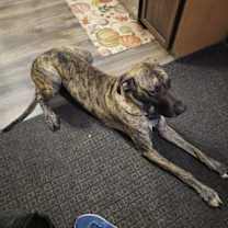 Thumbnail photo of Beorn #3