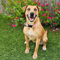 Thumbnail photo of Sable #1