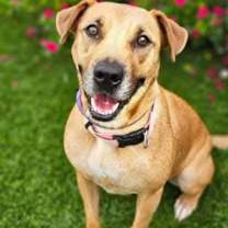 Thumbnail photo of Sable #2