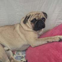 Thumbnail photo of Mr. Potato  #4