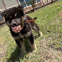 Thumbnail photo of Nau #4