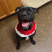 Thumbnail photo of Indigo #1