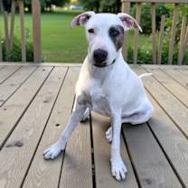 Thumbnail photo of Ivorie #1