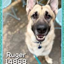 Thumbnail photo of RUGER #1