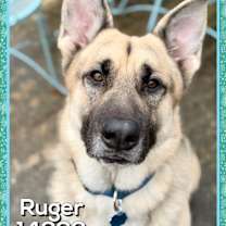 Thumbnail photo of RUGER #2