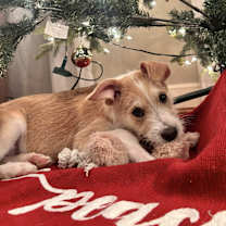 Thumbnail photo of Fern in CT #1