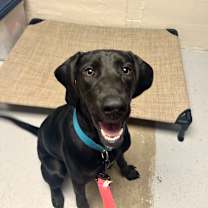 Thumbnail photo of Pearl #1