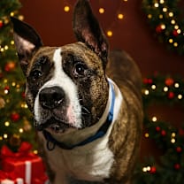 Thumbnail photo of Rocky #1