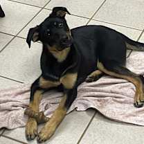 Thumbnail photo of Ember #1