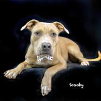 Thumbnail photo of Scooby #2