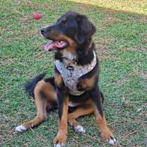 Thumbnail photo of Nessie #2