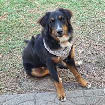 Thumbnail photo of Nessie #3