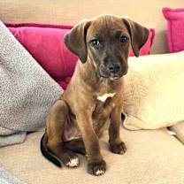 Thumbnail photo of Santa's Vixen #3