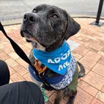 Thumbnail photo of Phantom  #1