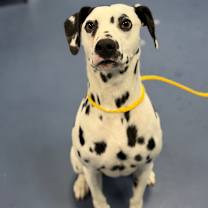 Thumbnail photo of Pizza #3