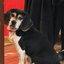 Thumbnail photo of Hazel very sweet ❤️ #4