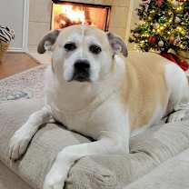 Thumbnail photo of Akira #1