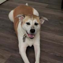 Thumbnail photo of Akira #2