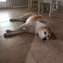 Thumbnail photo of Akira #3