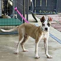 Thumbnail photo of Chippy #1