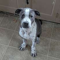 Thumbnail photo of Reptar #1