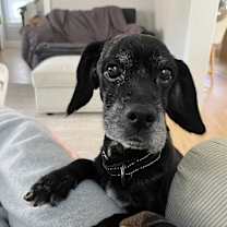 Thumbnail photo of Hemlock #4