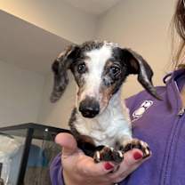 Thumbnail photo of Zo #1