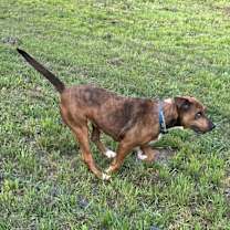 Thumbnail photo of Socks - WI #2