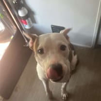 Thumbnail photo of Remi #2