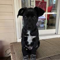 Thumbnail photo of Dar’s Kenny #1