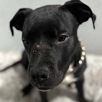 Thumbnail photo of Prince #2