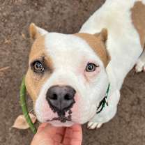 Thumbnail photo of BRISK #1