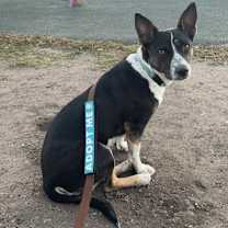 Thumbnail photo of Sandy #1